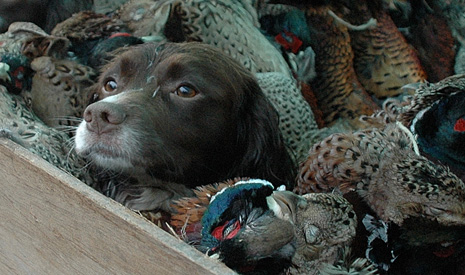 Spaniel & pheasants